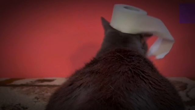 Котинет Эдит #1 смотреть онлайн