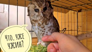 Утопила свой телефон, пытаемся его спасти. Добрый сыч Чучундрий ужинает кусочками,как маленькая сова