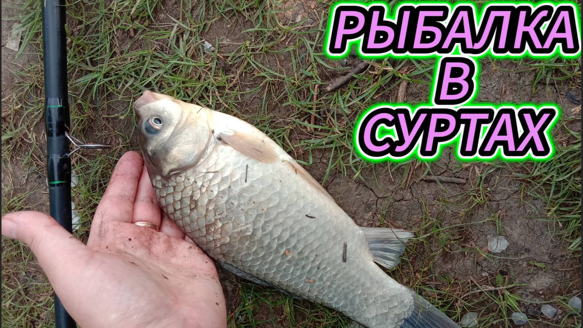 ПРИЕХАЛИ НА РЫБАЛКУ В СУРТЫ! И ВОТ МОИ ПЕРВЫЕ КАРАСИ!!! ЗА ДОЛГОЕ ВРЕМЯ!) УРААА!! #fishing #рыбалка смотреть онлайн