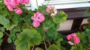 v9*СИМ Сеньорита, Анита и G. Antique Rose. 1 часть.