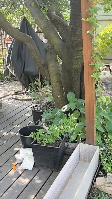 Наши руки не для скуки - самодельный водопад себе в сад #очумелыеручки #DIY #handmade #хендмейд #сад смотреть онлайн