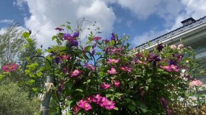 Новая сковорода в деле. Мои девчонки уехали в Москву.