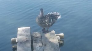 Речная утка