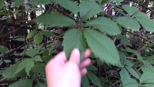 Садовые дорожки расчищены. Заболела малина. Начинаю борьбу с муравьями смотреть онлайн