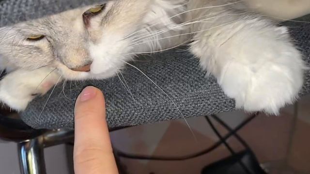 Квантовый скачок и кошачий прыжок: Непредсказуемость движений