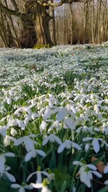 День подснежника-19 апреля! смотреть онлайн