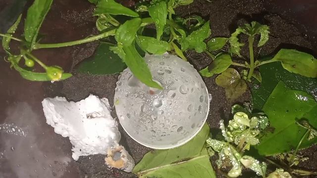 планета жизни смотреть онлайн