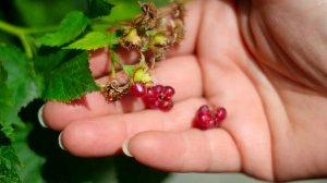 МАЛИНА РАССЫПАЕТСЯ ПРИ СБОРЕ УРОЖАЯ ПРИЧИНЫ