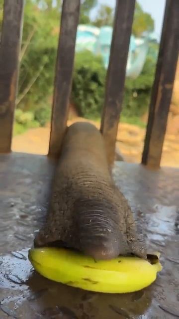 Мало бананов смотреть онлайн