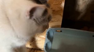 кот управляет нами. анука давай-ка