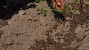 Kənd Həyatı. Ароматы весны — сбор цветов мака для варенья