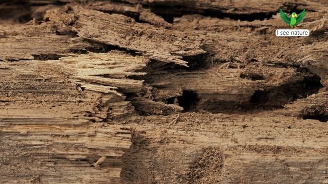 Что такое термиты? смотреть онлайн