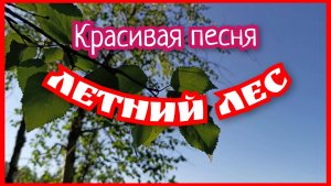 Красивая песня  про летний лес.