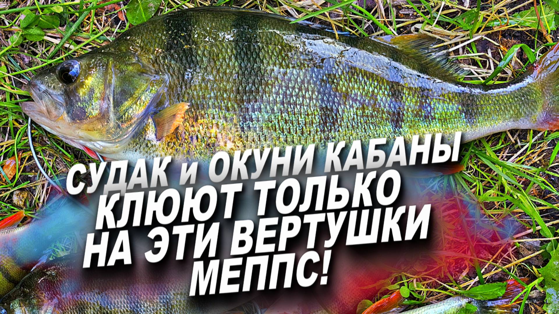 Забрались В ЗАПОВЕДНЫЕ МЕСТА на КРУПНОГО ОКУНЯ И СУДАКА! Лучшая БЛЕСНА на КРУПНОГО ОКУНЯ и СУДАКА! смотреть онлайн