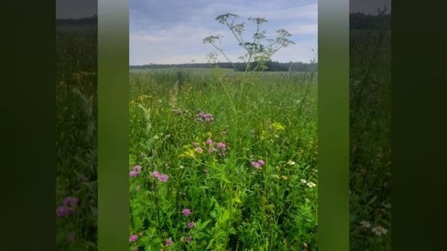 💚💜💚💜💚💜💚💜💚💜💜💜💜💚💚💚Очень люблю сиреневый 💜цвет в сочетание с зеленым💚💜💚.mp4 смотреть онлайн