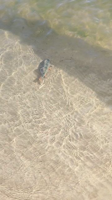 Плыви друг. Окунь. Делай добро и кидай его в воду Ахтуба 2025