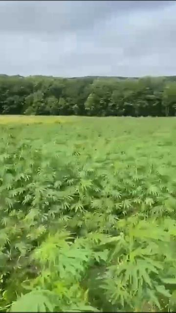 Шокирующие кадры: как в Приморье выращивали тонны марихуаны смотреть онлайн