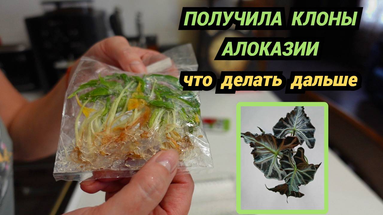 Получила клоны алоказии 🌱 Адаптация☝Какие клоны из Таиланда выжили смотреть онлайн