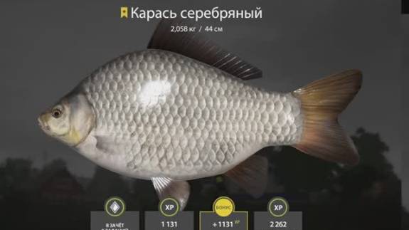 КОМАРИНОЕ ТРОФЕЙНЫЙ СЕРЕБРЯННЫЙ КАРАСЬ МЕТОДОМ НА БОЙЛЫ