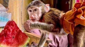 Анфиса почти сразу же РАСПРОБОВАЛА АРБУЗ, а Финя просто более ОСТОРОЖНЕЙ с новыми вкусами!