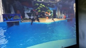 ДЕЛЬФИНАРИЙ В АНАПЕ