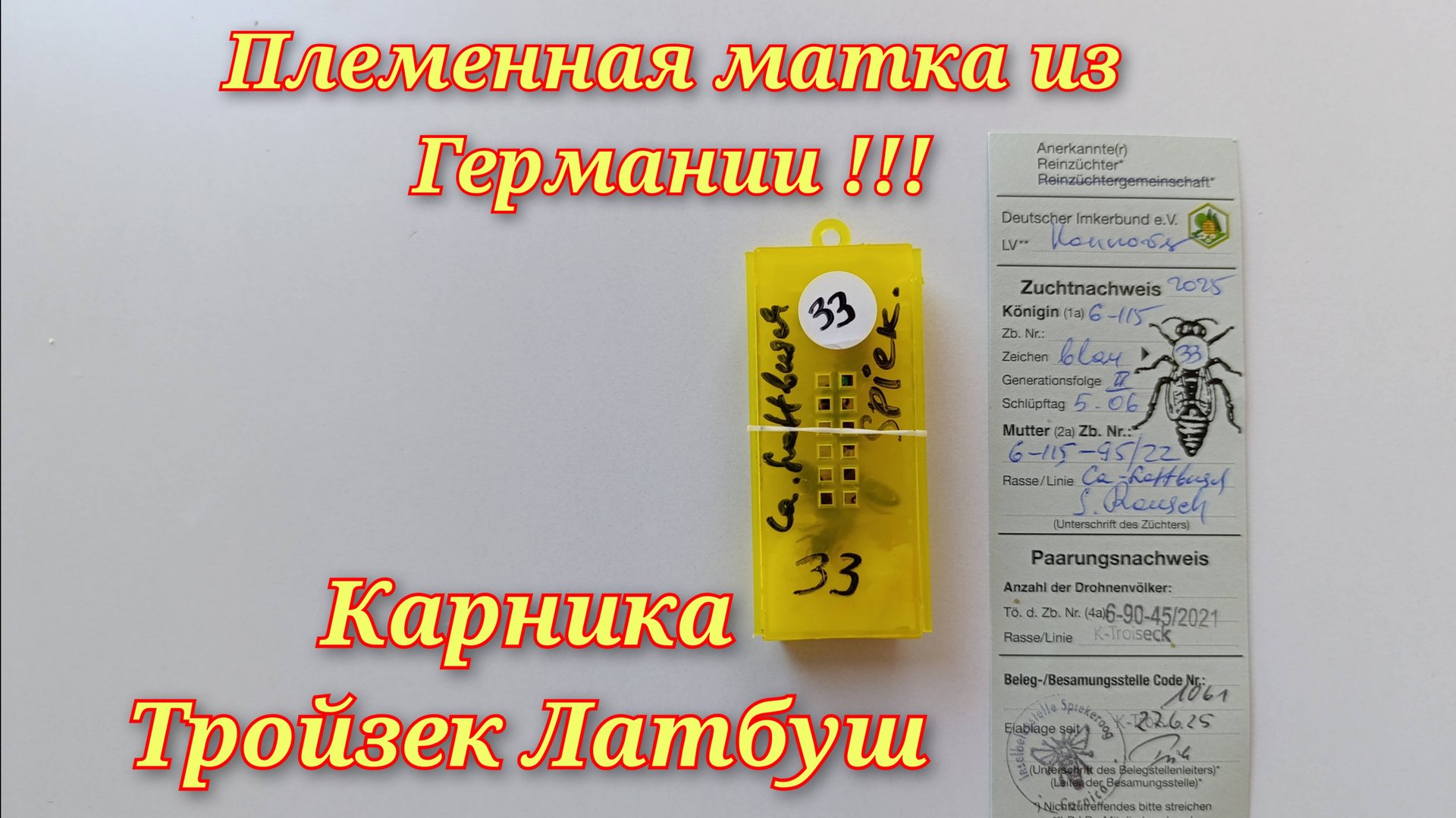 Племенная матка из Германии F0 Карника Тройзек Латбуш. смотреть онлайн