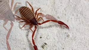 Псевдоскорпион. Паук. Pseudoscorpionida. Живет в старых книгах. #сезонконтентаRUTUBE