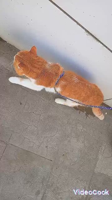 выгуливаем кота