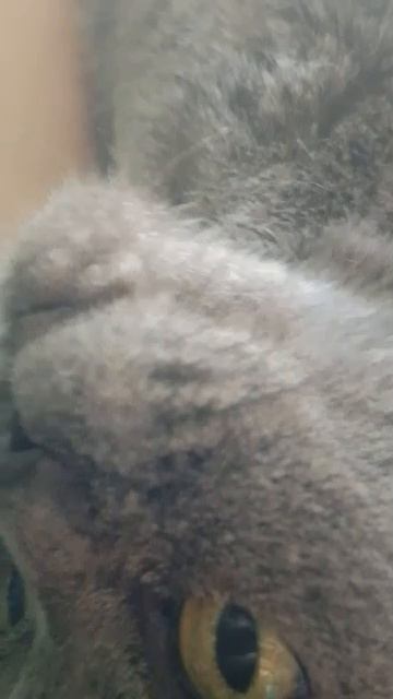 пр смотреть онлайн