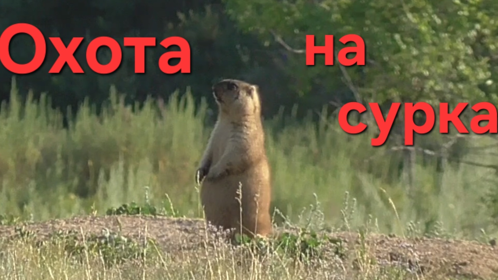 Охота на сурка. смотреть онлайн