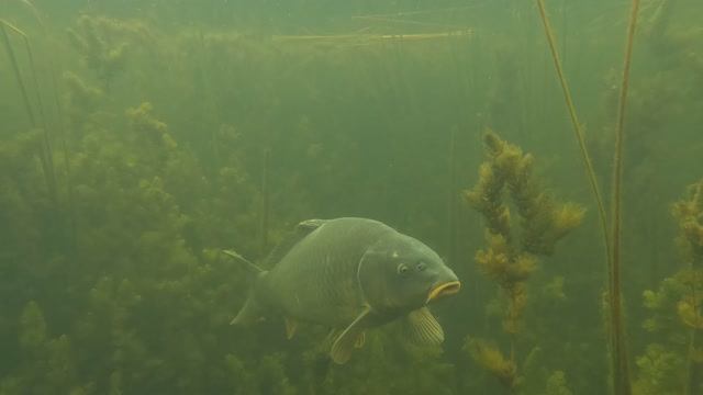 Не ОЖИДАЛ Увидеть так БЛИЗКО Сазана в Траве. Подводная охота в протоках реки Белая в Башкирии.