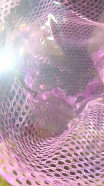 морской конек, Таманского залива