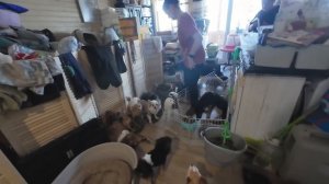 Как старенький Йорк нашел свой дом в нашей хвостатой семье?! / Колесим в поиске двух сбитых собак?