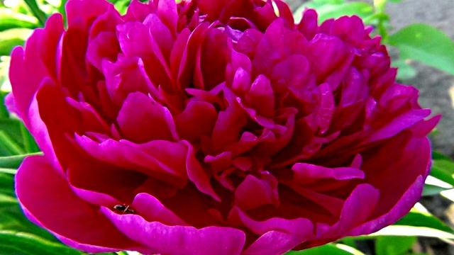 Владимир Ларионов - "Пионы". смотреть онлайн