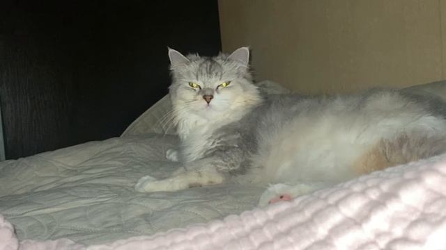 Пушистая волшебница: магия одного взгляда