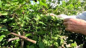 Собираю смородину. Помидоры. Крыжовник.