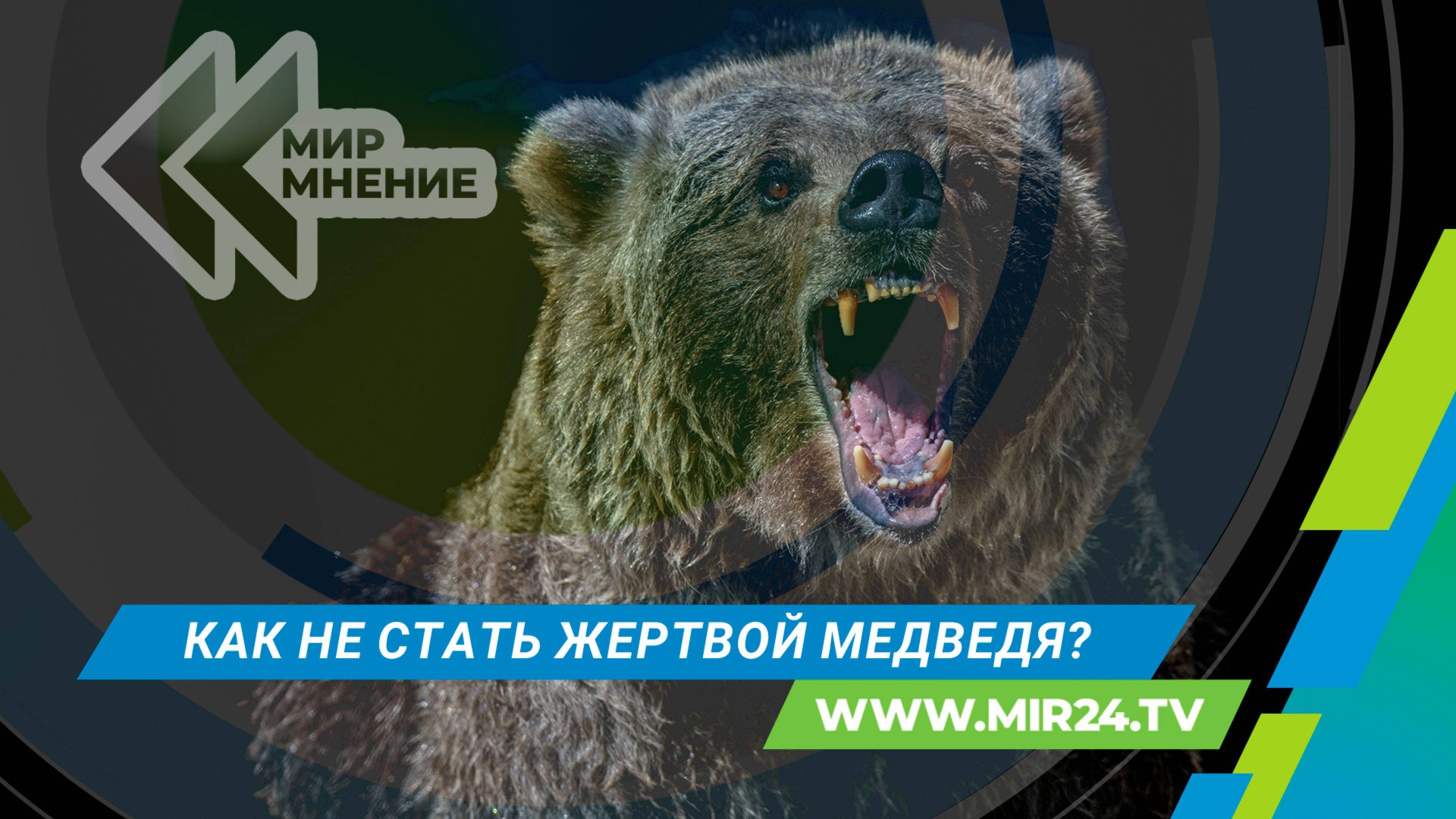 Нападение медведя: как избежать смертельной схватки? смотреть онлайн