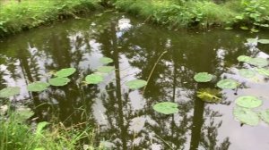 Как сажать ЛОТОСЫ из семян в свой водоем.Дубль два