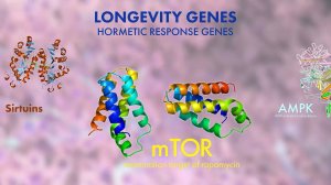Замедлить старение клеток или омолодить некоторую часть?