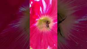 Красавица Мальва....