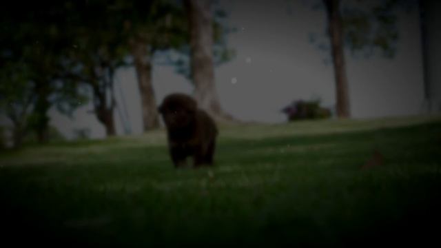 Видео пост для Софрино Парк - Хочу с любимцем смотреть онлайн