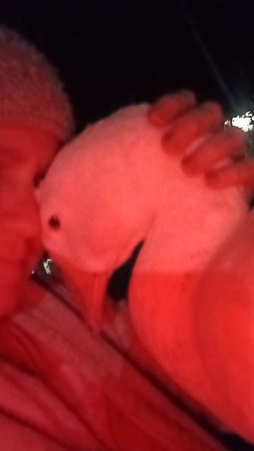 моя любимая гусыня