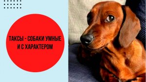 Таксы - собаки умные и с характером. Заводчики рассказывают о породе