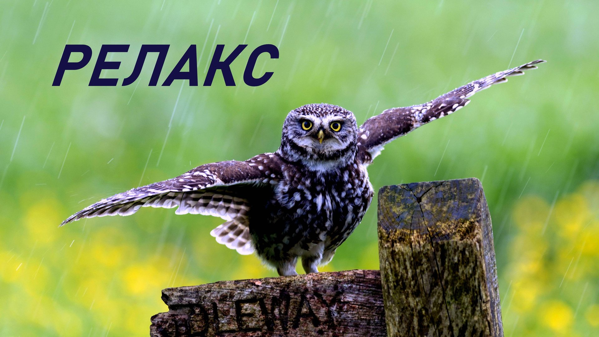 Птицы Релакс Красивая Музыка - 24 минуты релаксации. смотреть онлайн