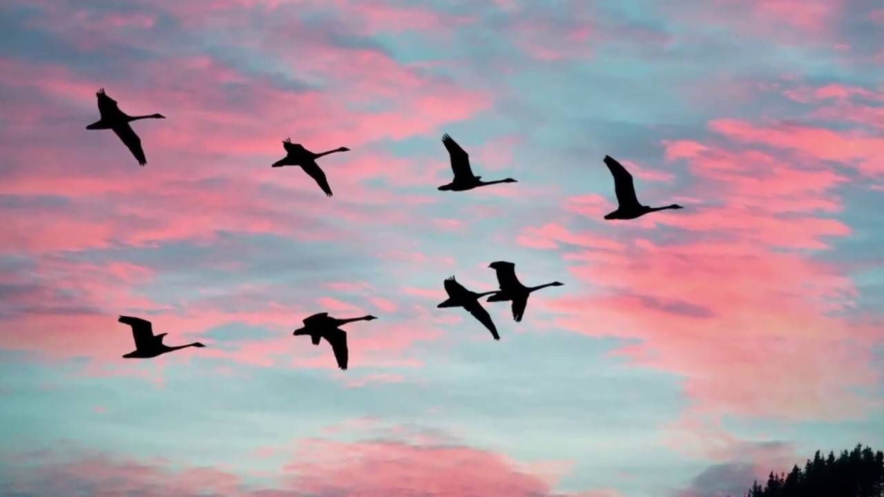 ЖУРАВЛИ . смотреть онлайн