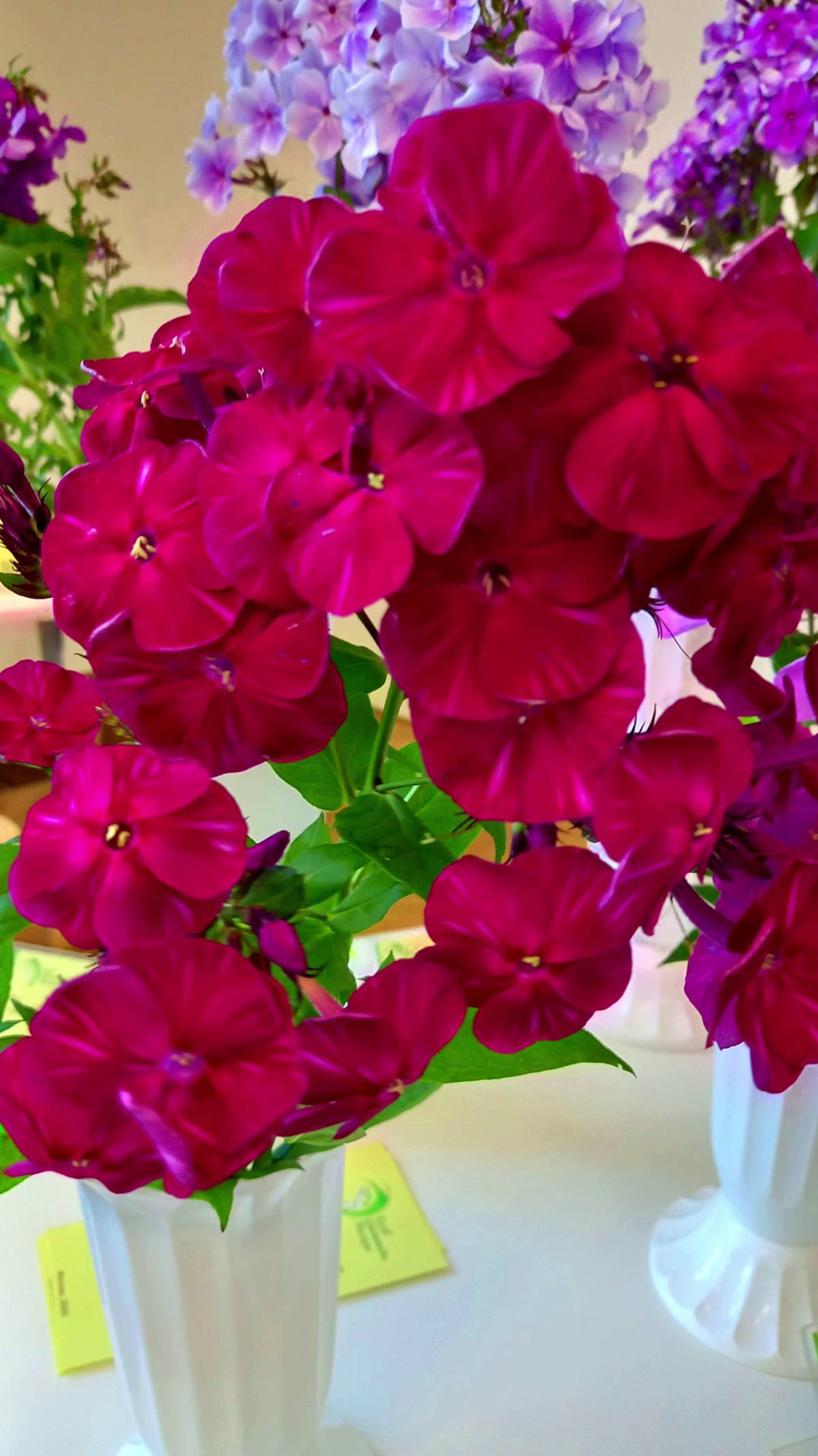 ВЫСТАВКА ФЛОКСОВ В МОСКВЕ