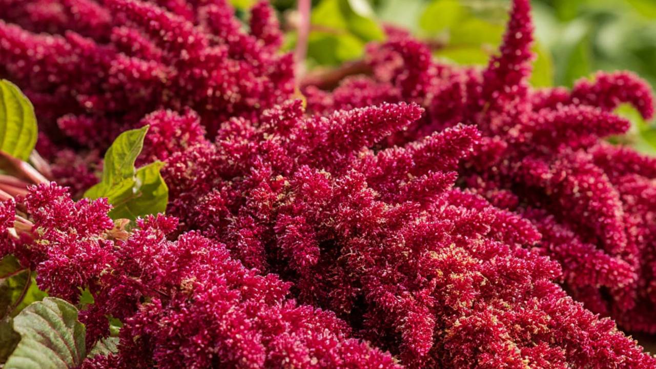 Сколько же полезных свойств у амаранта... смотреть онлайн