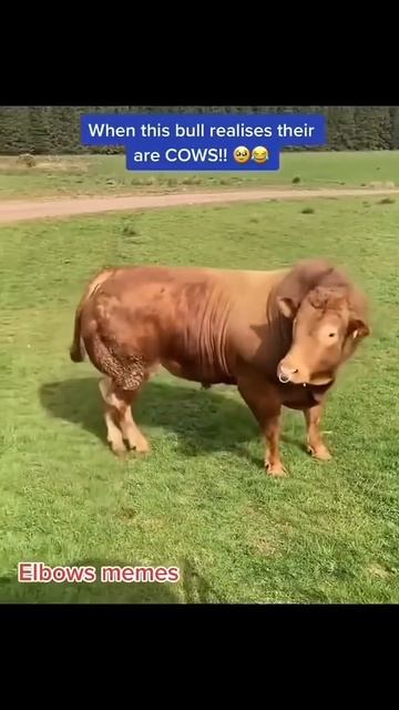 Мечта всей жизни любого бычка