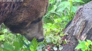 Как медведь Мансур кушает малину  🍓🍓🐻