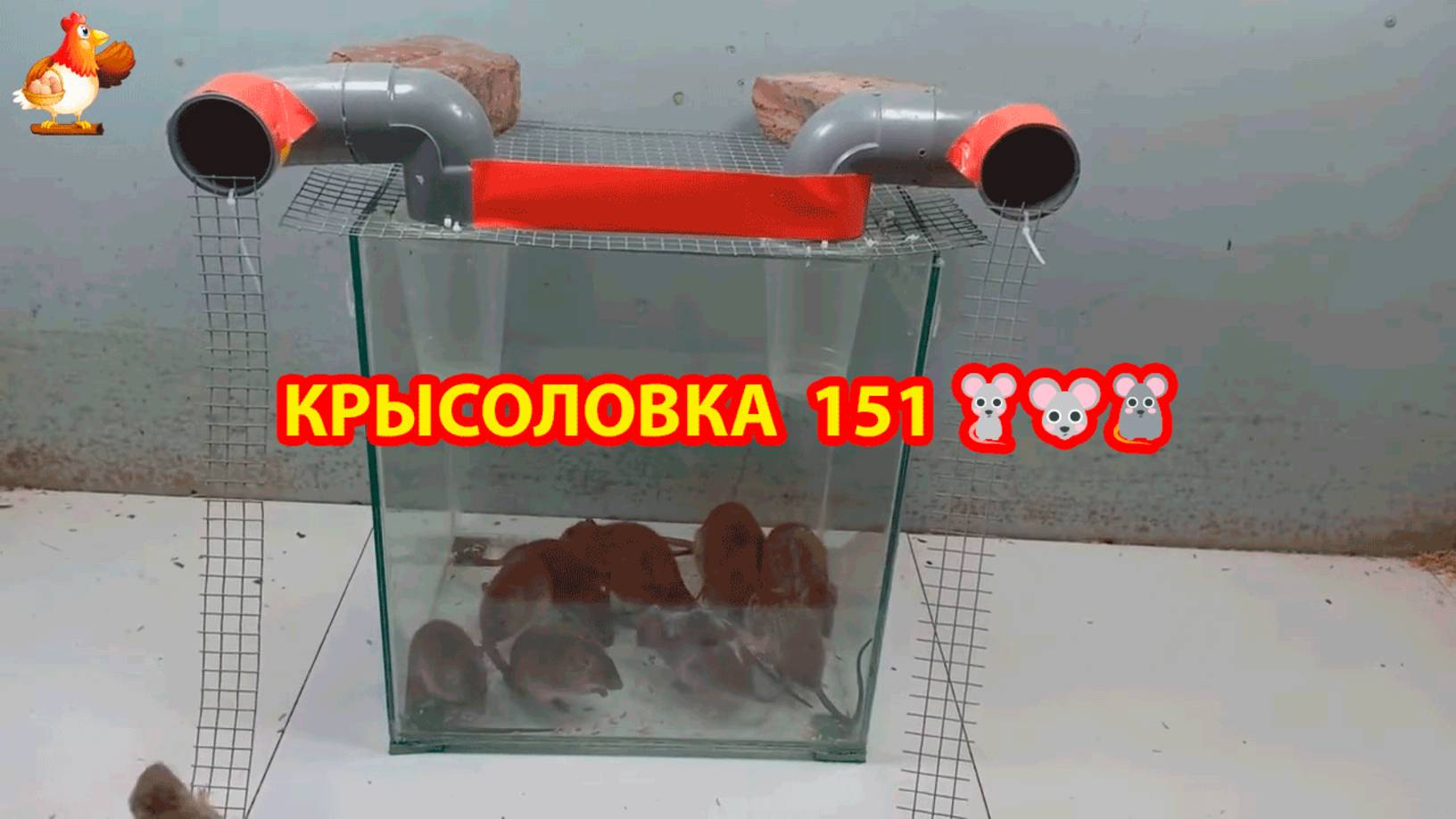 Крысоловка вариант (151) 🐀 Как сделать крысоловку своими руками и поймать кучу крыс 🐀🐁🐀 смотреть онлайн